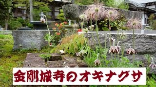 金剛城寺のオキナグサ