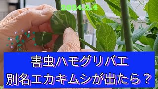 菌ちゃん農法でも害虫がでることも!ハモグリバエがでた時の対処法