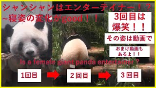 【カワイさ200％】寝ていてもシャンシャンはエンターテイナー！？～Is a female giant panda \