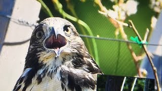 The famous little hawk beautifully close - Sidney eagle nest