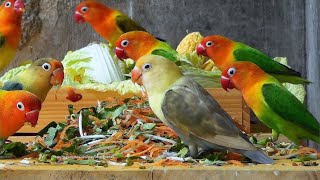 Lovebird Meal Time - January 2023 - New Wooden Table and Wooden Tray