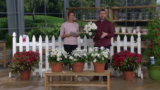 Cottage Farms 3-Piece Perpetuals Everblooming Shasta Daisies on QVC