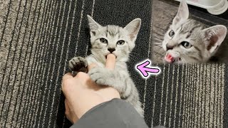 大声で鳴き怒る子猫が指をしゃぶった途端大人しくなります