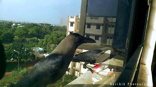 Its feeding time - Crows