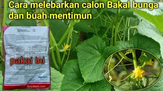 Penyepraian ke 3 (cara melebatkan bakal bunga dan buah) mentimun Varietas Mulan f1