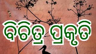 Wonder creation of nature, ବିଚିତ୍ର ପ୍ରକୃତି ( ଭାଗ-୧)//educationodisha//