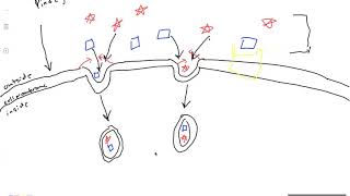 Mechanism of Phagocytosis and Mechanism of Pinocytosis Made Easy!