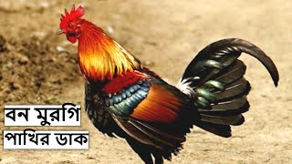 লাল বনমোরগ পাখির ডাক রিংটোন | Red Jungle Fowl Bird Sound | Bon Morog Pakhir Dak @wildindiamit