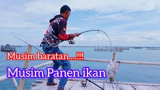 Fishing Vidios||Bikin Penasaran Sama Tarikan Ikan Di Bagan ini😱😱😱