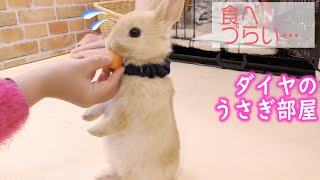 かわいい赤ちゃんうさぎ初めて人参を食べました【ネザーランドドワーフ子うさぎNetherland Dwarf】Cute baby rabbit ate carrot for the first time