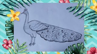 How to draw peacock step by step || easy pencil drawing