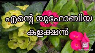 എന്റെ യുഫോർബിയ കളക്ഷൻ#Euphorbia varieties#home garden# garden video#