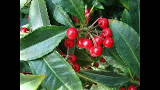 Herbier Numérique Baie Corail ( Ardisia crenata )