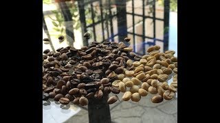 Coffea Arabica