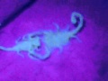 Scorpions Mating under Blacklight Part 2.3gp