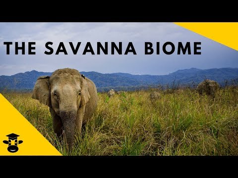 Where is savanna grassland located?