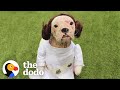 Dog Too Delicate To Be Touched Does Somersaults Now | The Dodo Foster Diaries