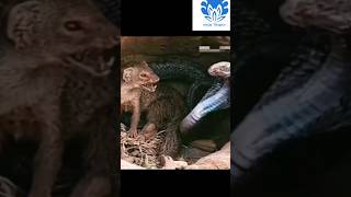 King Cobra vs Mongoose | 💥💥 Wonderful Animal Kingdom 7 💥💥 #short #trending #shorts