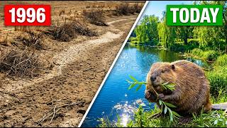 Yellowstone Released 12 Beavers in 1996… The Groundwater Transformation Was Extraordinary