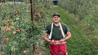 How Tall does my Apple Tree need to be before producing???