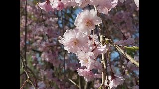 2021年4月27日　角館桜開花状況-16