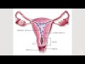 dr. chris destephano discusses abnormal uterine bleeding