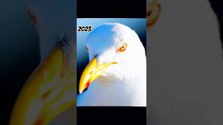 2023 seagulls😵vs 5000 bce👹 #viral #shorts