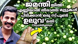 Chrysanthemum more flowering tips ജമന്തിയിൽ എണ്ണിയാൽ തീരാത്ത മുട്ടുകളുണ്ടാവൻ ഇതൊന്ന്മതിBtechMIXMEDIA