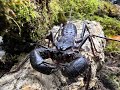 The Giant Vinegaroon, Mastigoproctus giganteus rehouse and care