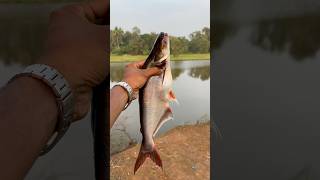 ചെറിയൊരു വല പരിപാടി 😉 | #shorts #fishing #trending