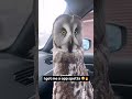 “bro sees the opps all different directions” 😭☠️ owl animals funny