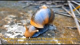 AFRICAN SNAIL :  ഇസ്‌നോഫിലിക് മെനിഞ്ചൈറ്റിസ് എന്ന രോഗമുണ്ടാക്കും. മരണത്തിനു വരെ കാരണമായേക്കാം.