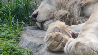 空秋゜㉖ホワイトライオン・白獅子・セラムくん・沖縄こどもの国・・・White_Lion・Okinawa Zoo \u0026 Museum(20241111)