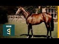 Shergar: The Mystery Of A £10m Horse - BBC Stories