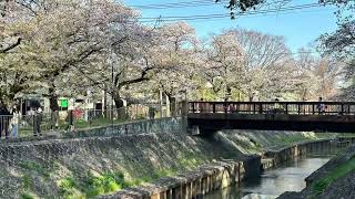 杉並区　善福寺川　桜　（2024/4/10）