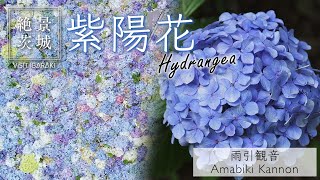 [Zekkei IBARAKI] Hydrangea at Amabiki Kannon | Visit Ibaraki, Japan