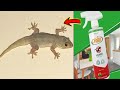 How to get rid of lizards fast naturally and permanently from your house, kitchen and bedroom