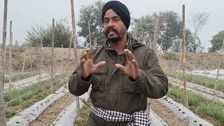 🥒🎋ਖੀਰੇ ਦੇ ਵਿੱਚ ਛੌਲਿਆ ਦੀ ਖੇਤੀ ਬੈਡਾਂ ਤੇ,#cucmber +chickpea farming 🥒🎋 Punjab 🙏🙏