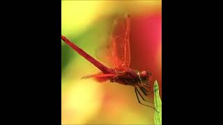 Dragonfly Red Scarlet ♥