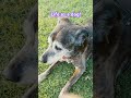 Life as a dog #dog #life #love #reels #viralvideo #shortsvideo  #shorts  #viralvideo