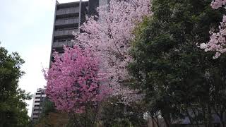 住友不動産新宿グランドタワーの桜 | CHERRY BLOSSOMS AT SUMITIMO FUDOSAN SHINJUKU GRAND TOWER