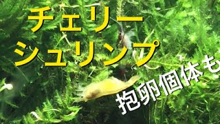 【アクアリウム シュリンプ】チェリーシュリンプ キューブ水槽に迎えました  #aquarium #green #beeshrimp