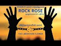 ROCK ROSE  மலர் மருந்தின் முழுமையான பதிவு  12ஆவது  மலர் (12)