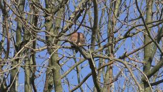 TONY PINO VLOG (1381) Mooie Roofvogel Video Op Jacht