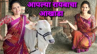 😍आपल्या लाडक्या रायबासाठी तयार करत आहे आखाडा | Bailgada Sharyat |