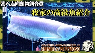 ウチの高級魚を詳しく紹介するよ!アルビノ シルバーアロワナ スーパーショートボディ【アクアリウム】【熱帯魚】