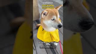 みみ助うらない2024年11月22日#shibainu #柴犬と暮らす #保護犬と暮らす