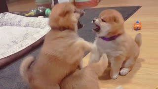 Cotton candies bumping each other / Shiba Inu puppies (with captions)