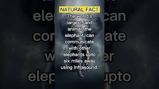 Elephant's Communication #shorts #trending #knowledge #interestingfacts #explore #science #study