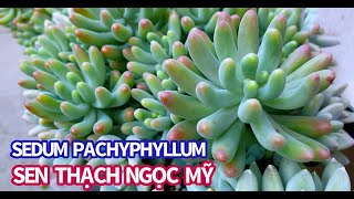 PROPAGATION SUCCULENTS FROM LEAVES AND CUTTING | CÁCH NHÂN GIỐNG SEN ĐÁ | 다육식물 | 多肉植物 | Suculentas